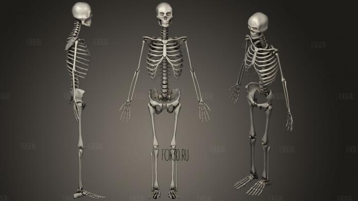 Human Skeleton 44 stl model for CNC